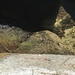 Southern Mountain Yellow-legged Frog