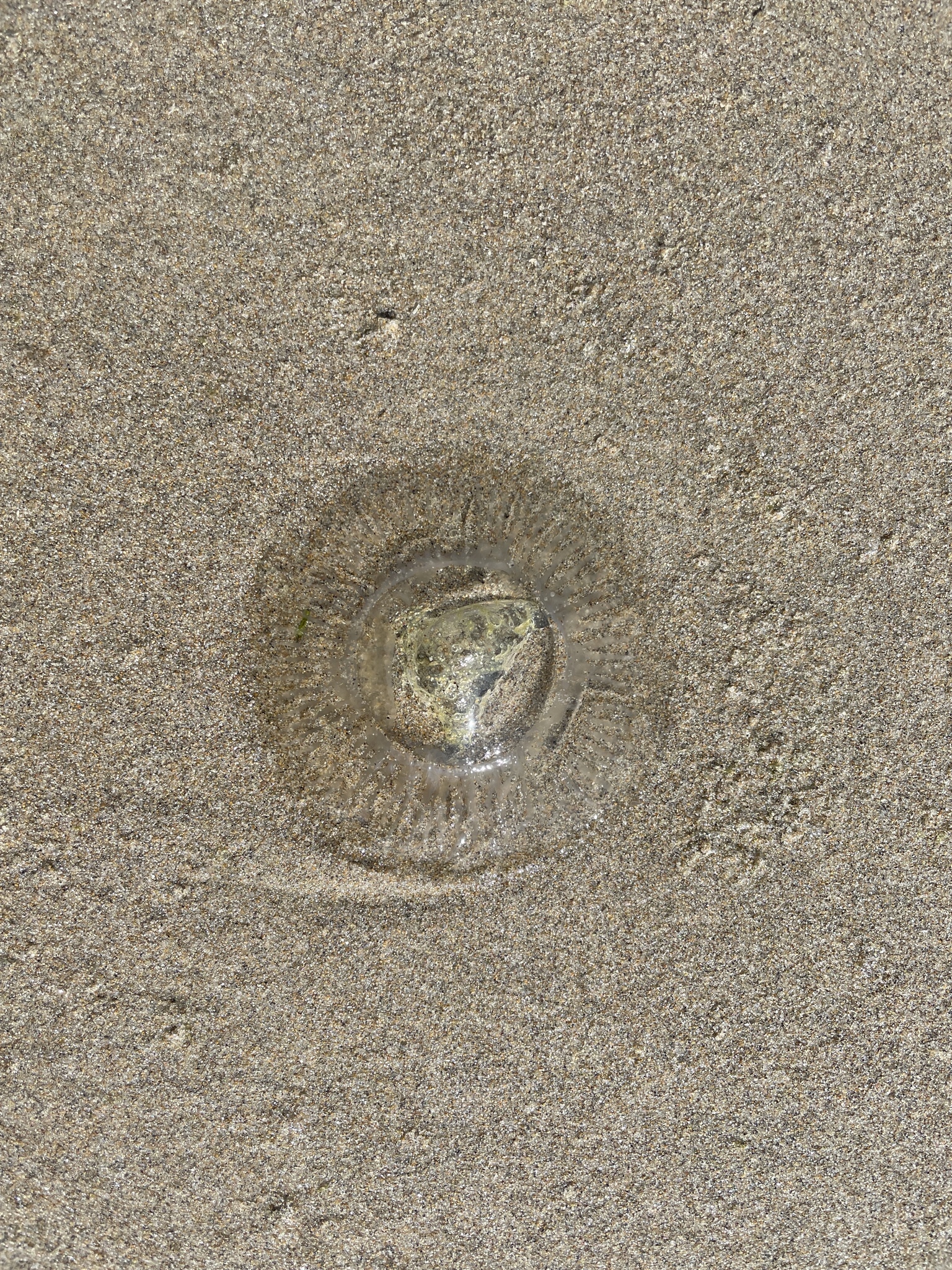 Cnidaria