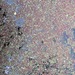 water fern