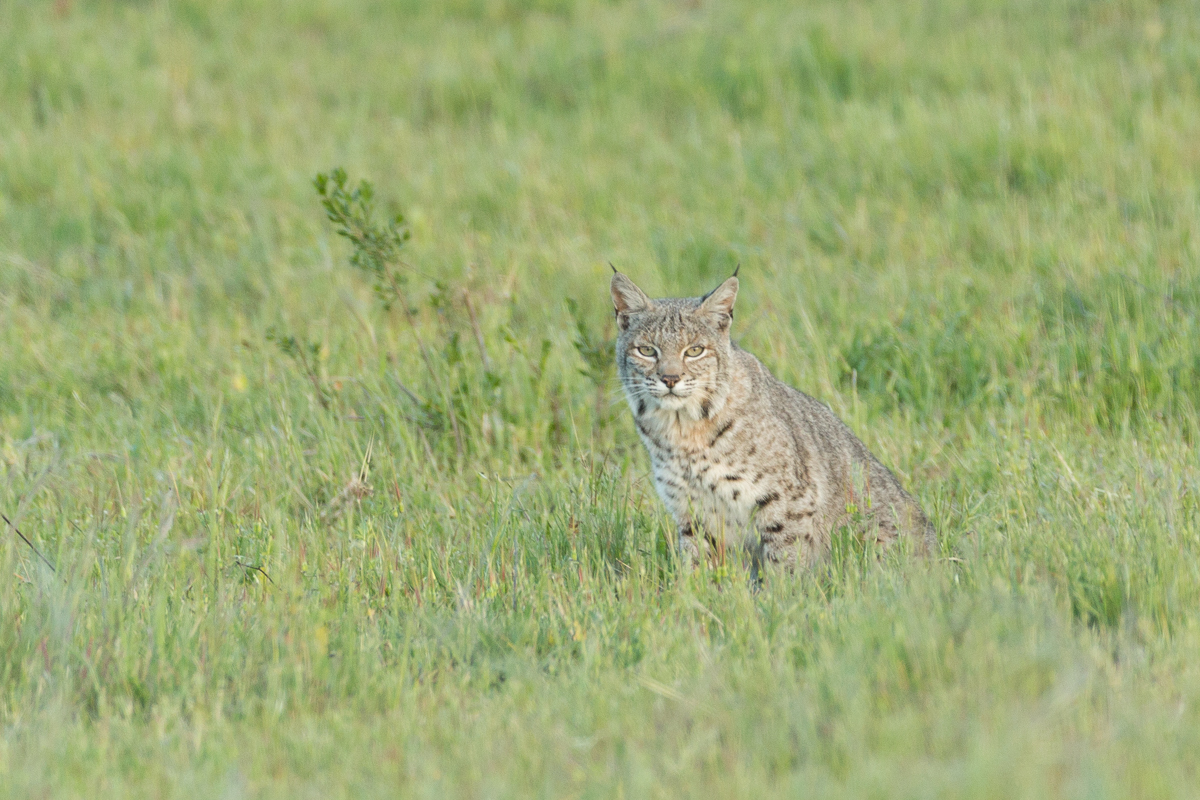 Lynx rufus