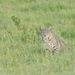 Bobcat