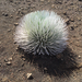 HaleakalΔ Silversword