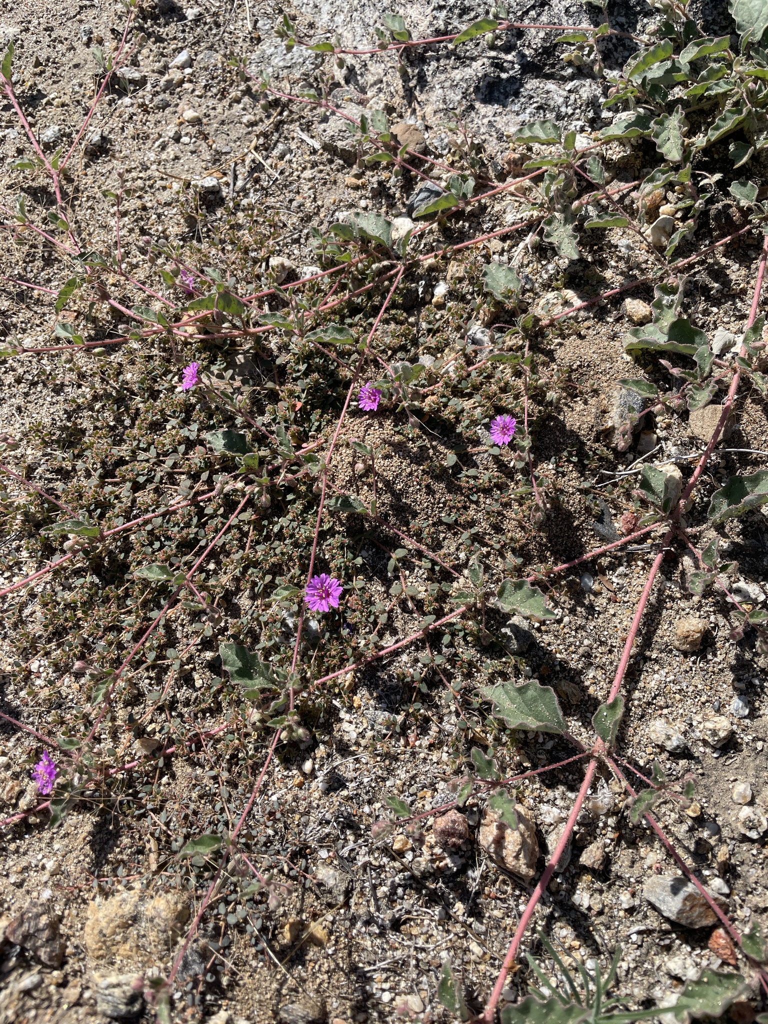 Allionia incarnata