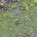 Ruby-crowned Kinglet