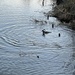 Hooded Merganser