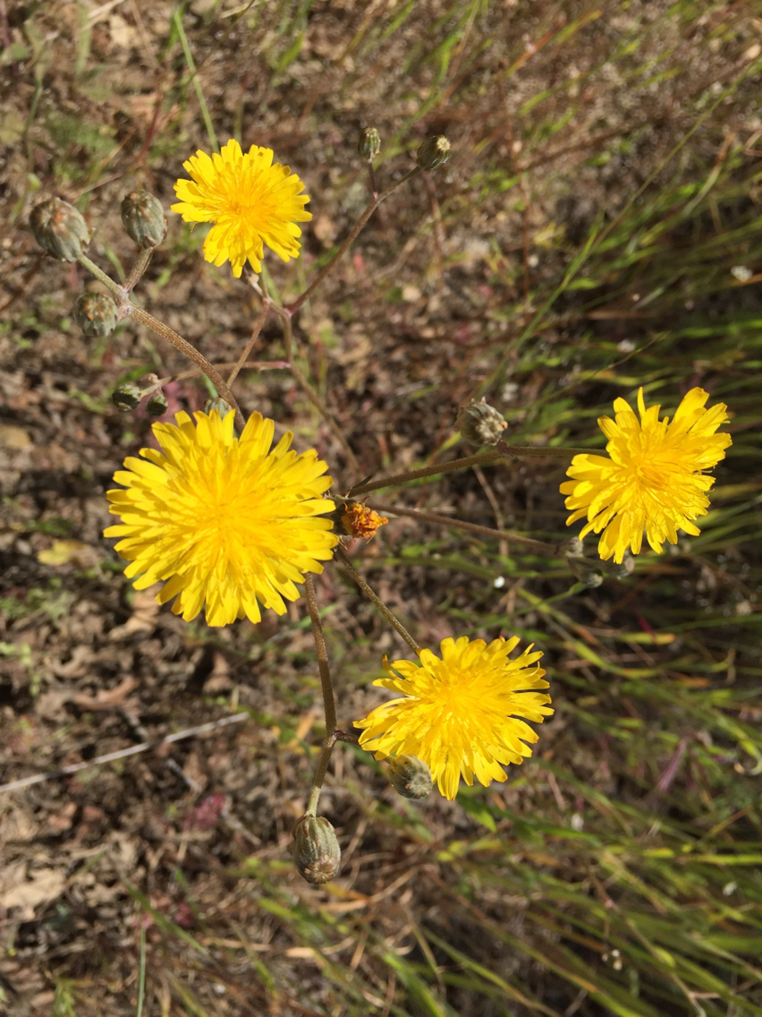Cichorieae