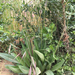 ribwort plantain