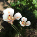 Butterfly Mariposa Lily