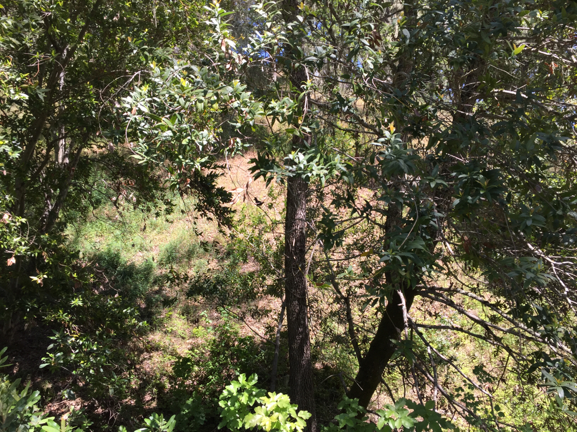 Cyanocitta stelleri