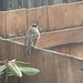 Golden-crowned Sparrow