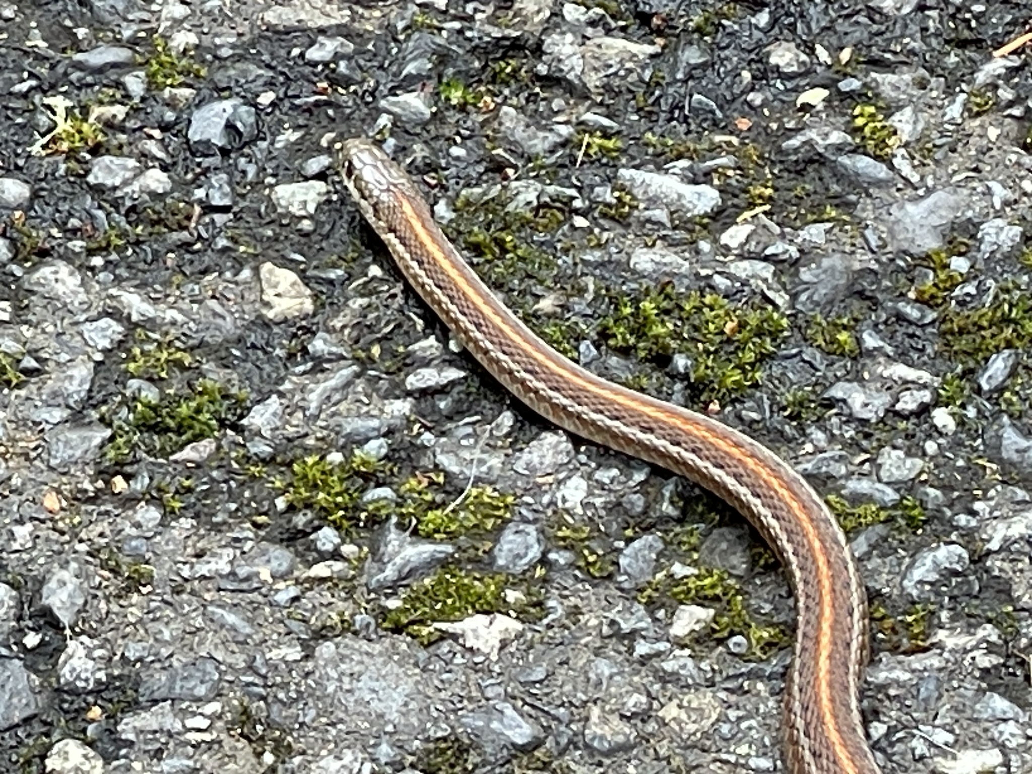 Thamnophis ordinoides