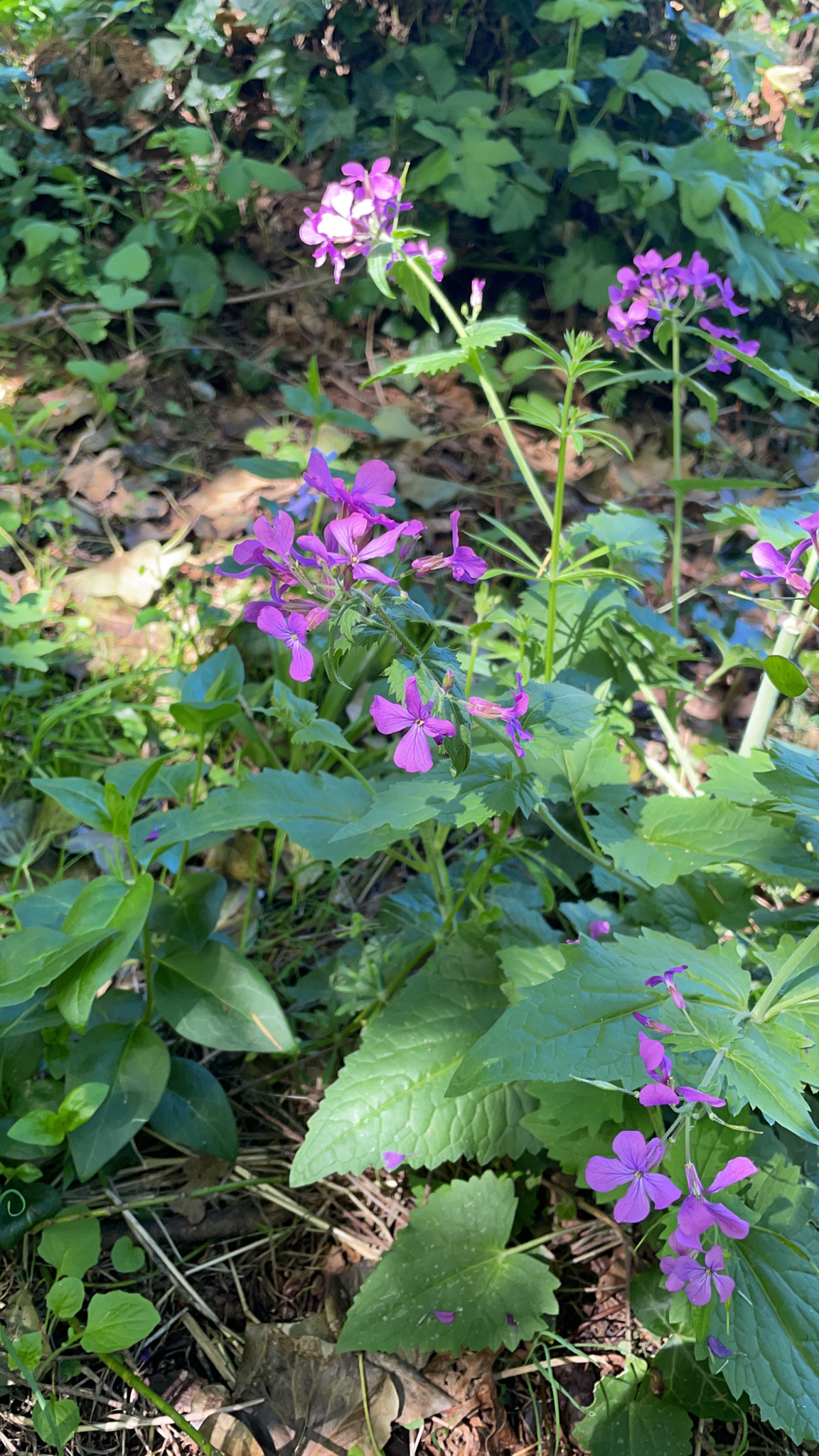 Lunaria annua