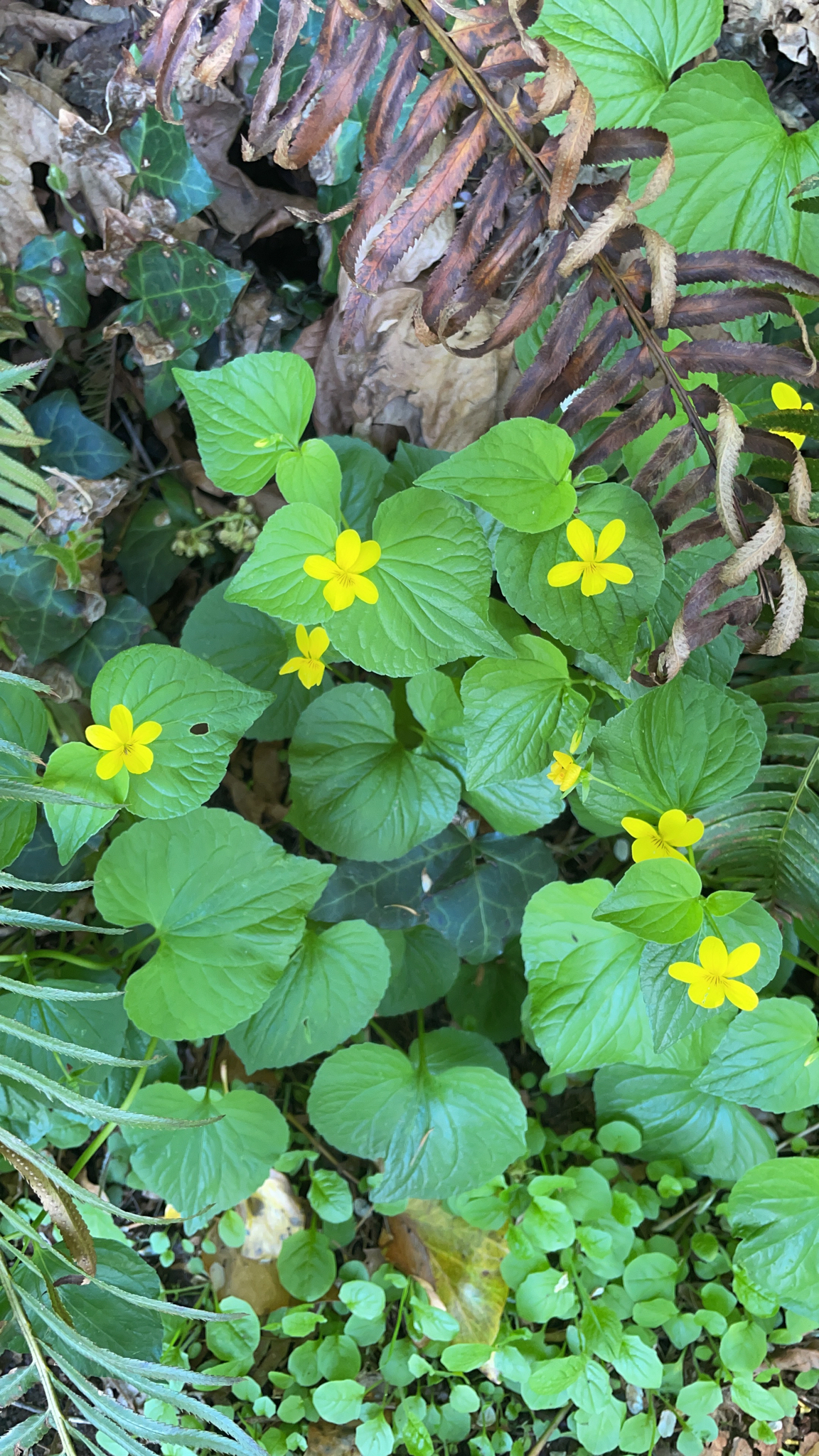 Viola glabella