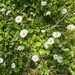 Lawn daisy