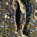Pacific Banana Slug