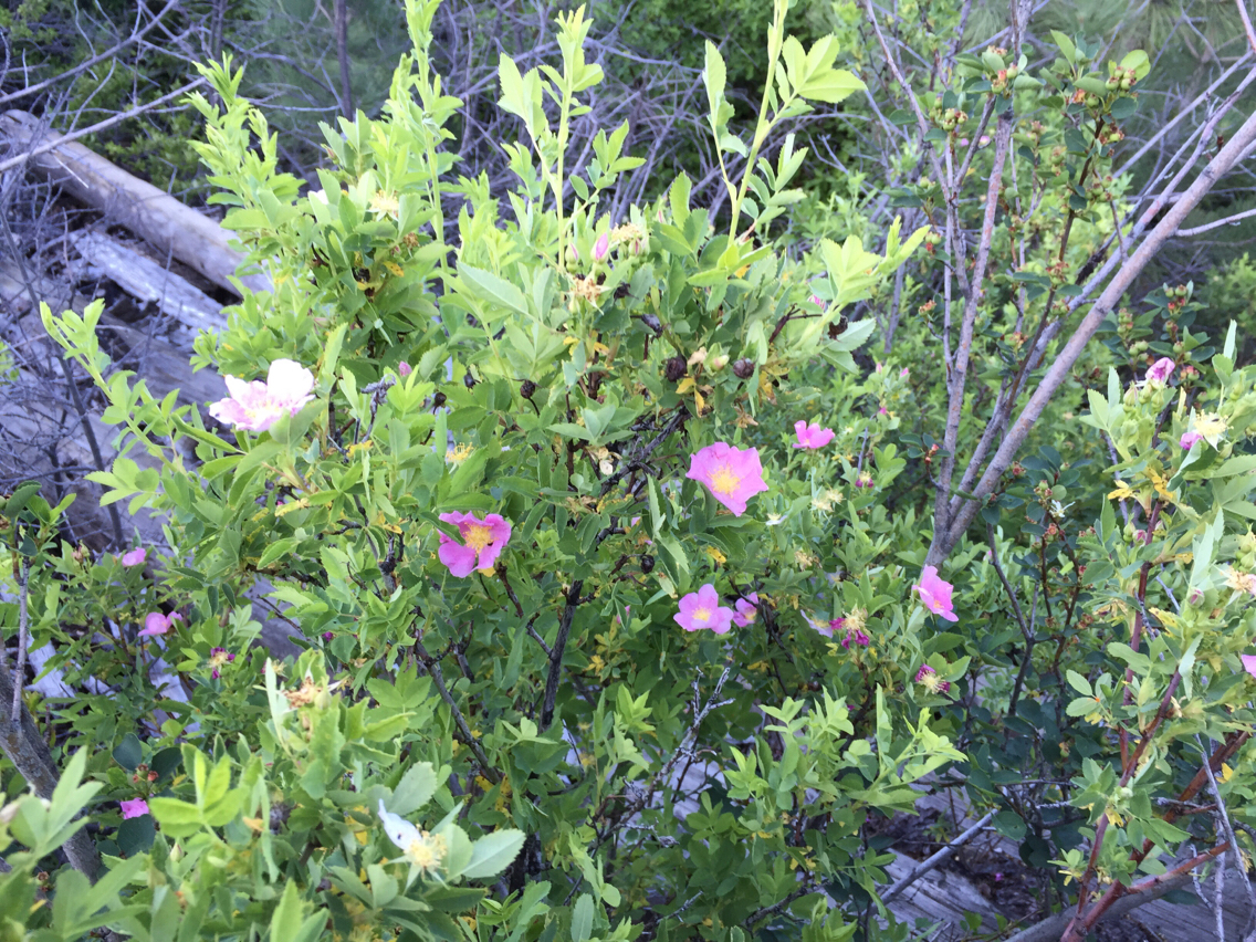 Rosa