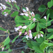 spreading dogbane