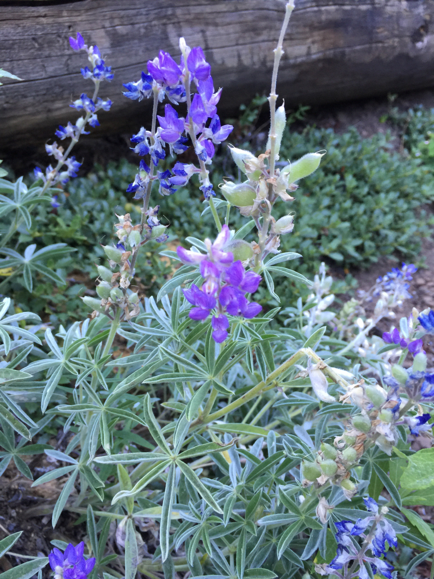 Lupinus