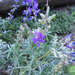 lupines
