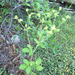 sticky cinquefoil