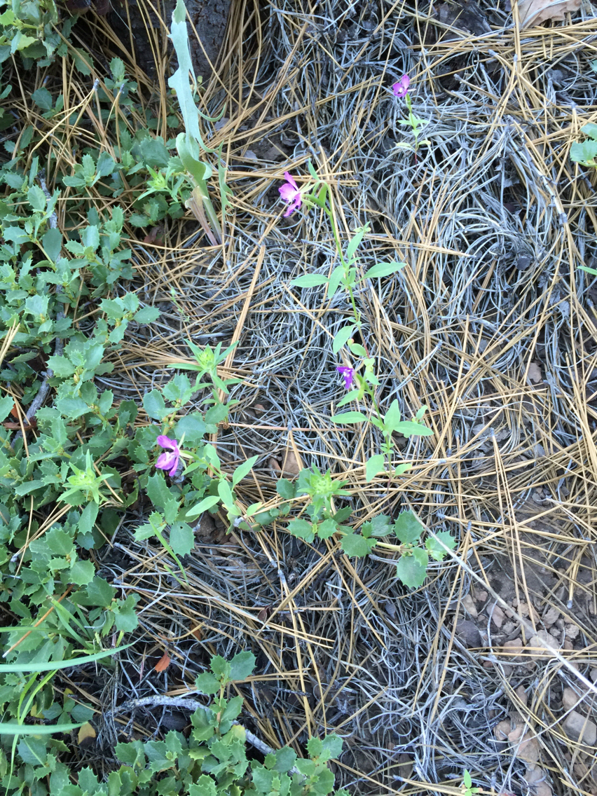 Clarkia
