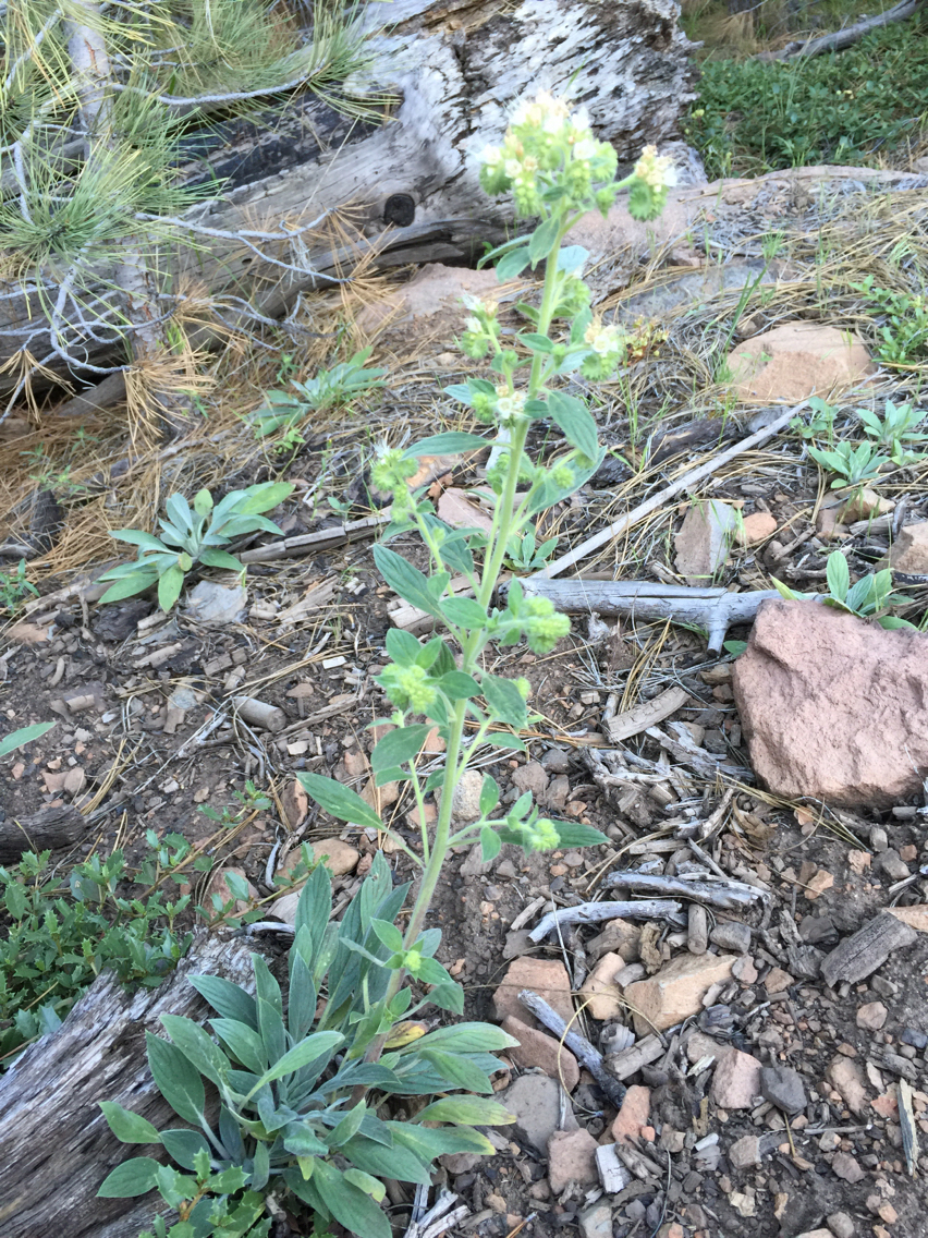 Phacelia