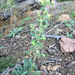 Scorpionweeds