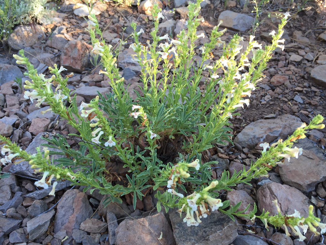 Penstemon deustus