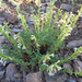 Hot Rock Penstemon