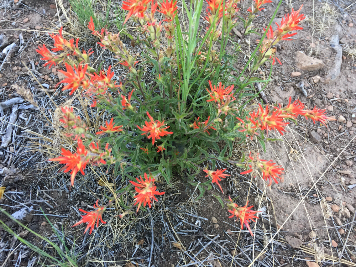 Castilleja