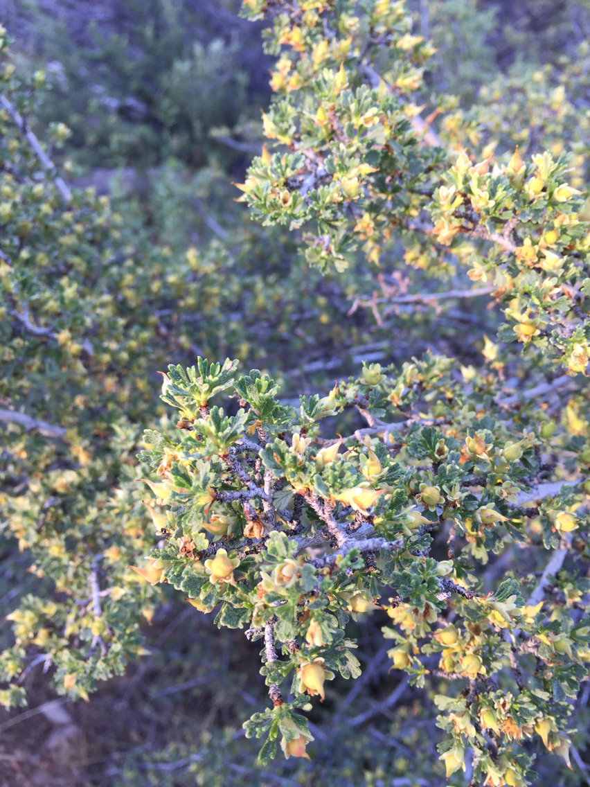 Purshia tridentata