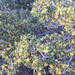 Antelope Bitterbrush