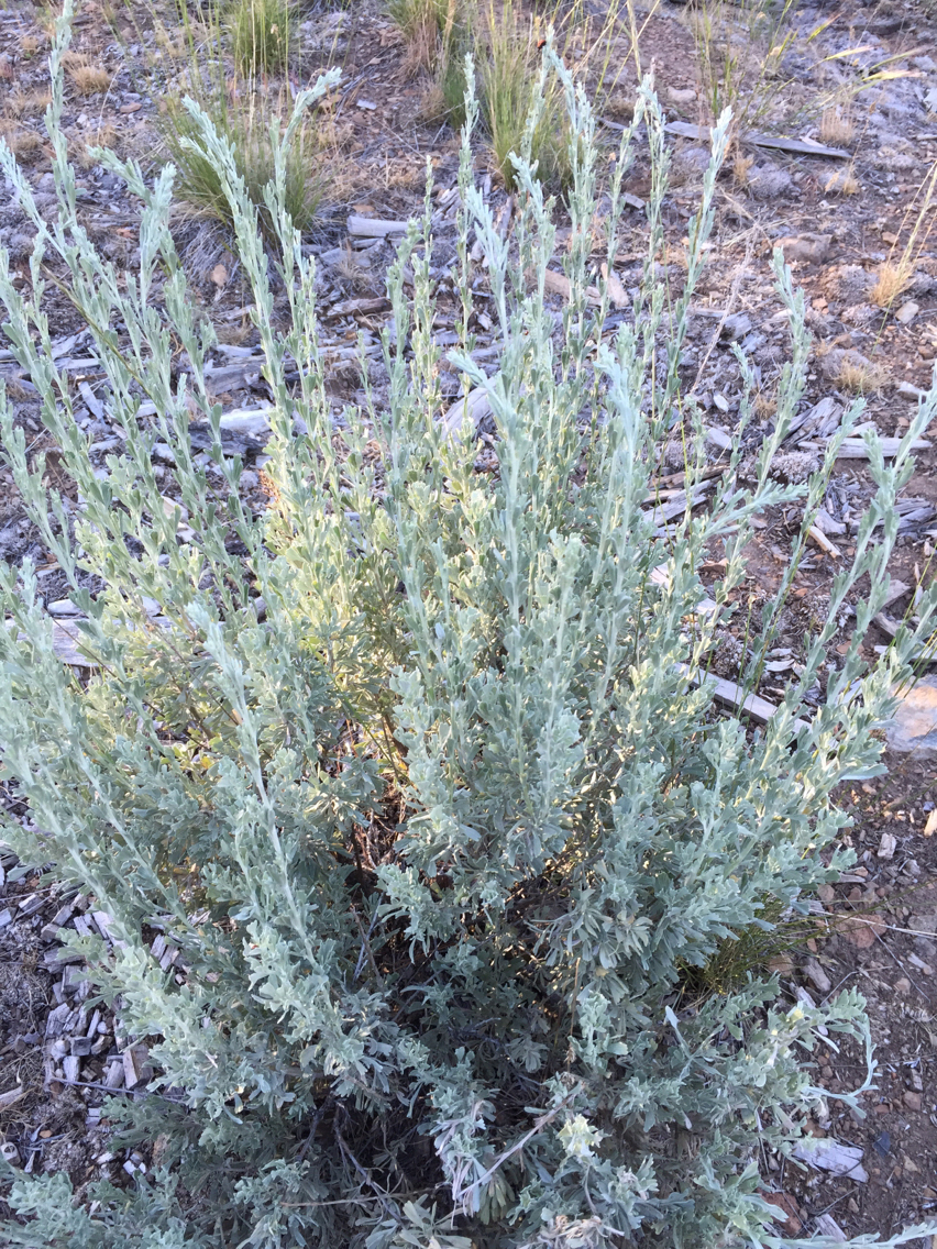 Artemisia