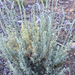 wormwoods and sagebrushes