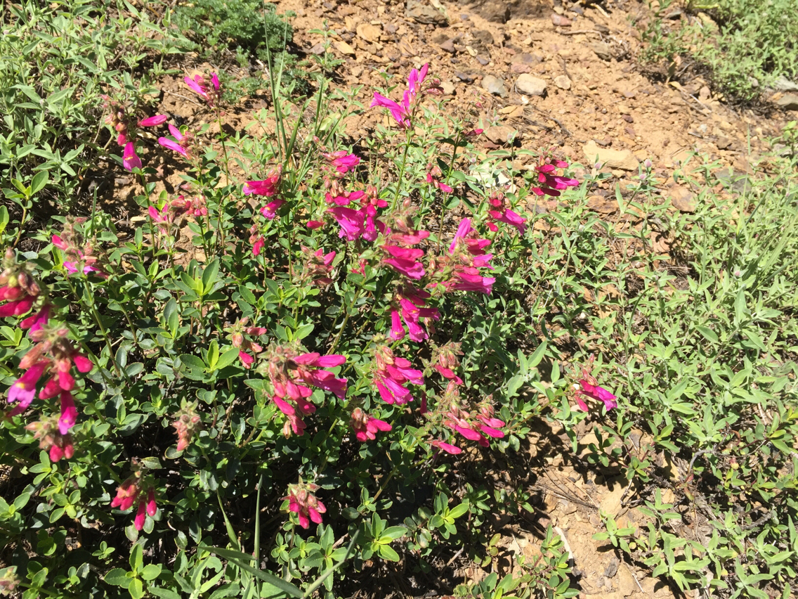 Penstemon newberryi
