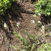 dicots