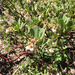 Pinemat Manzanita