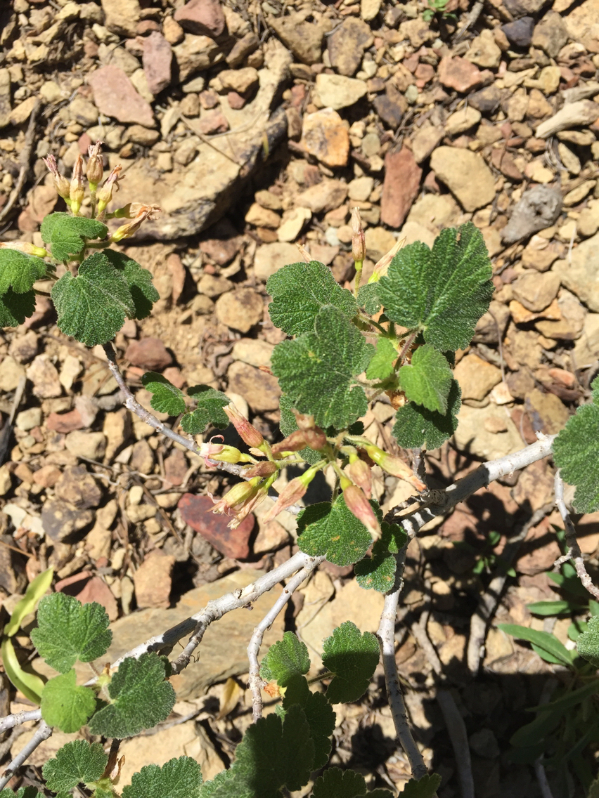 Ribes