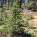 white fir