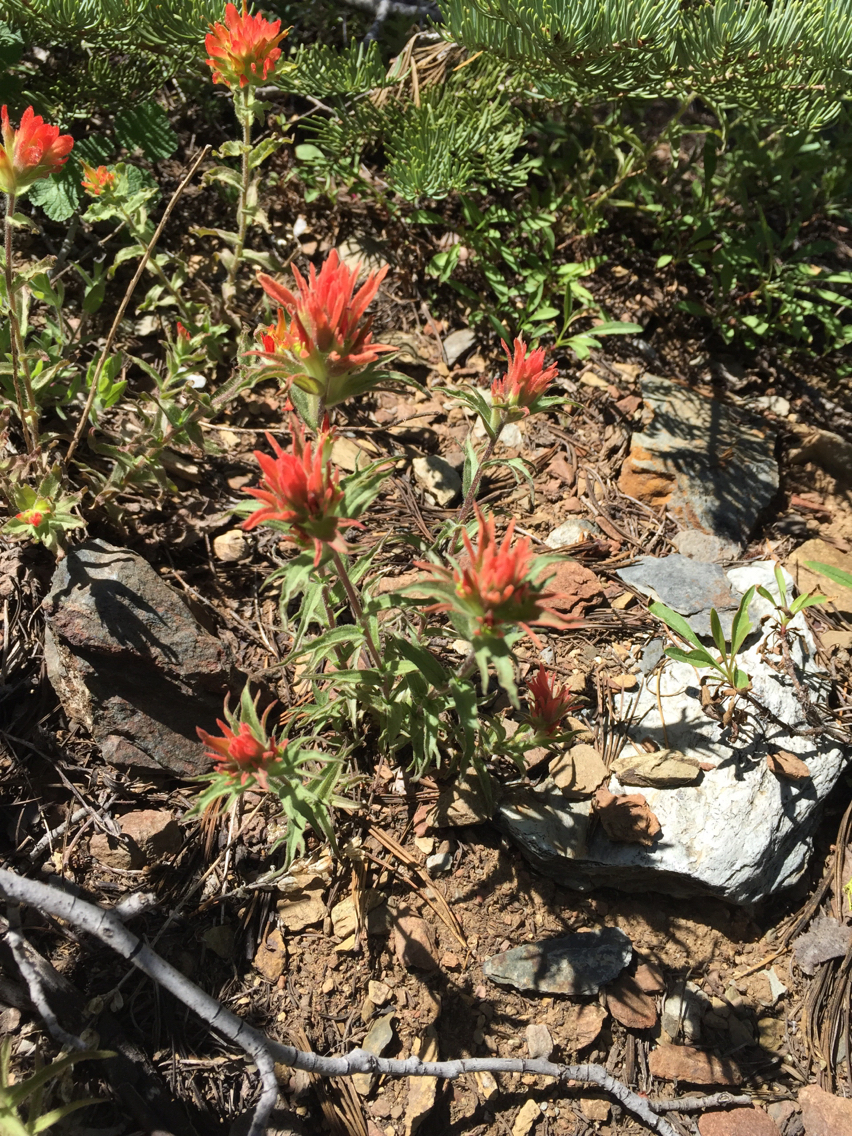Castilleja