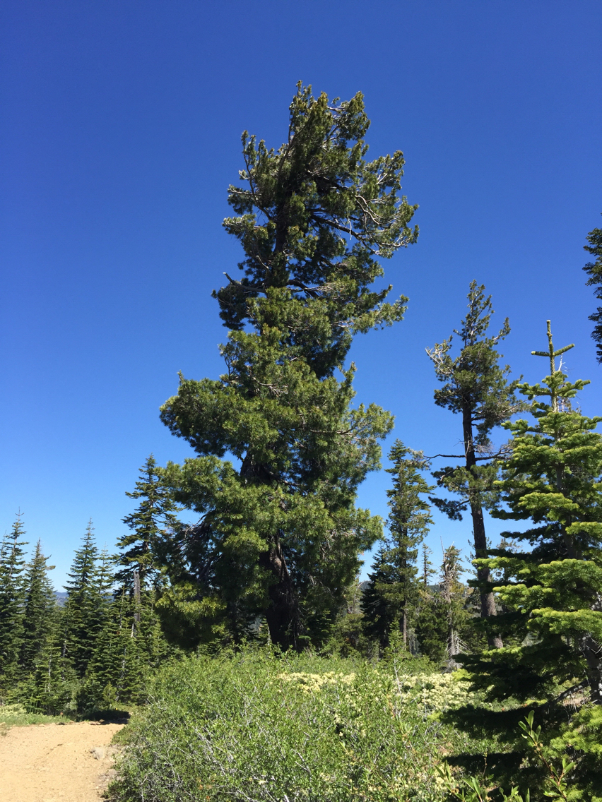 Pinus monticola