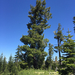 western white pine