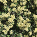 mountain whitethorn