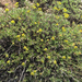 sulfur buckwheat