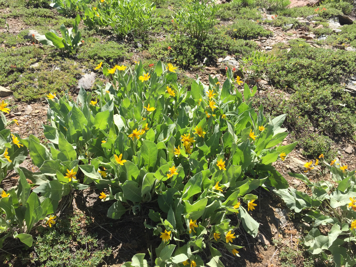 Wyethia