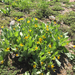 mule's ears