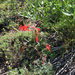 Scarlet Gilia