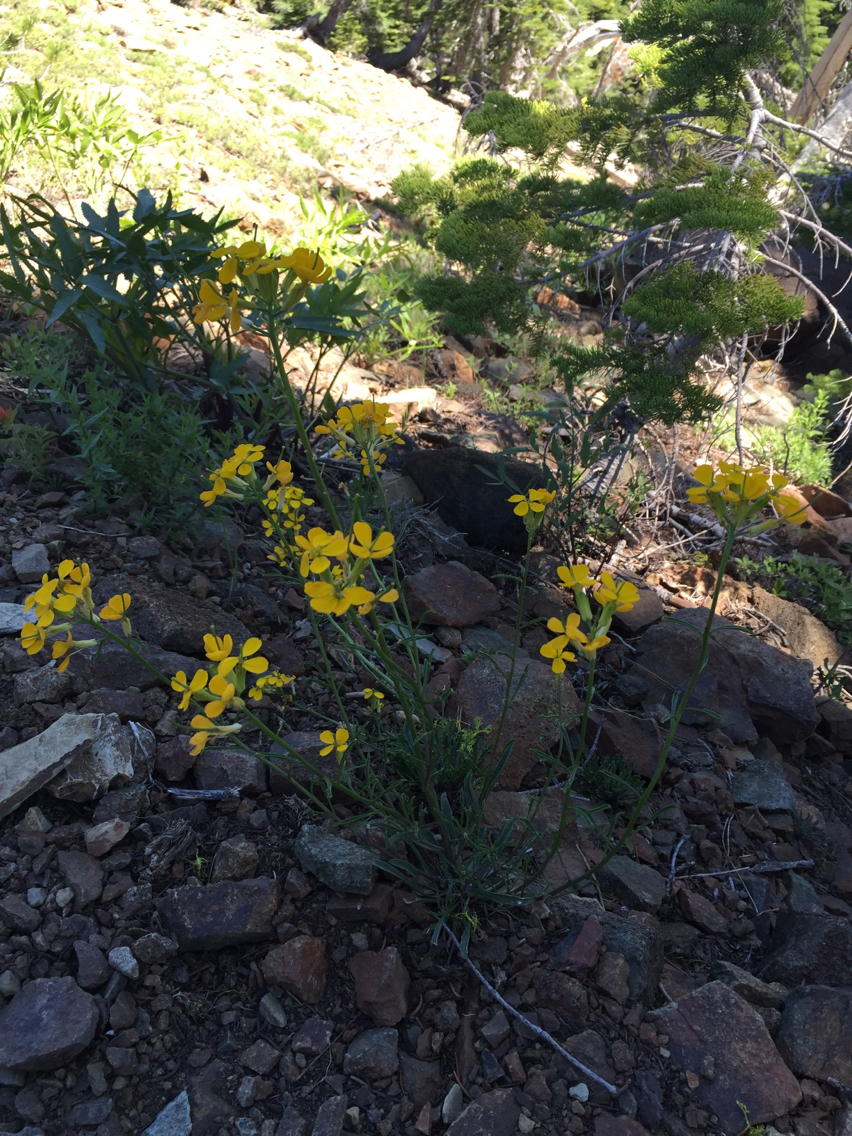 Erysimum capitatum