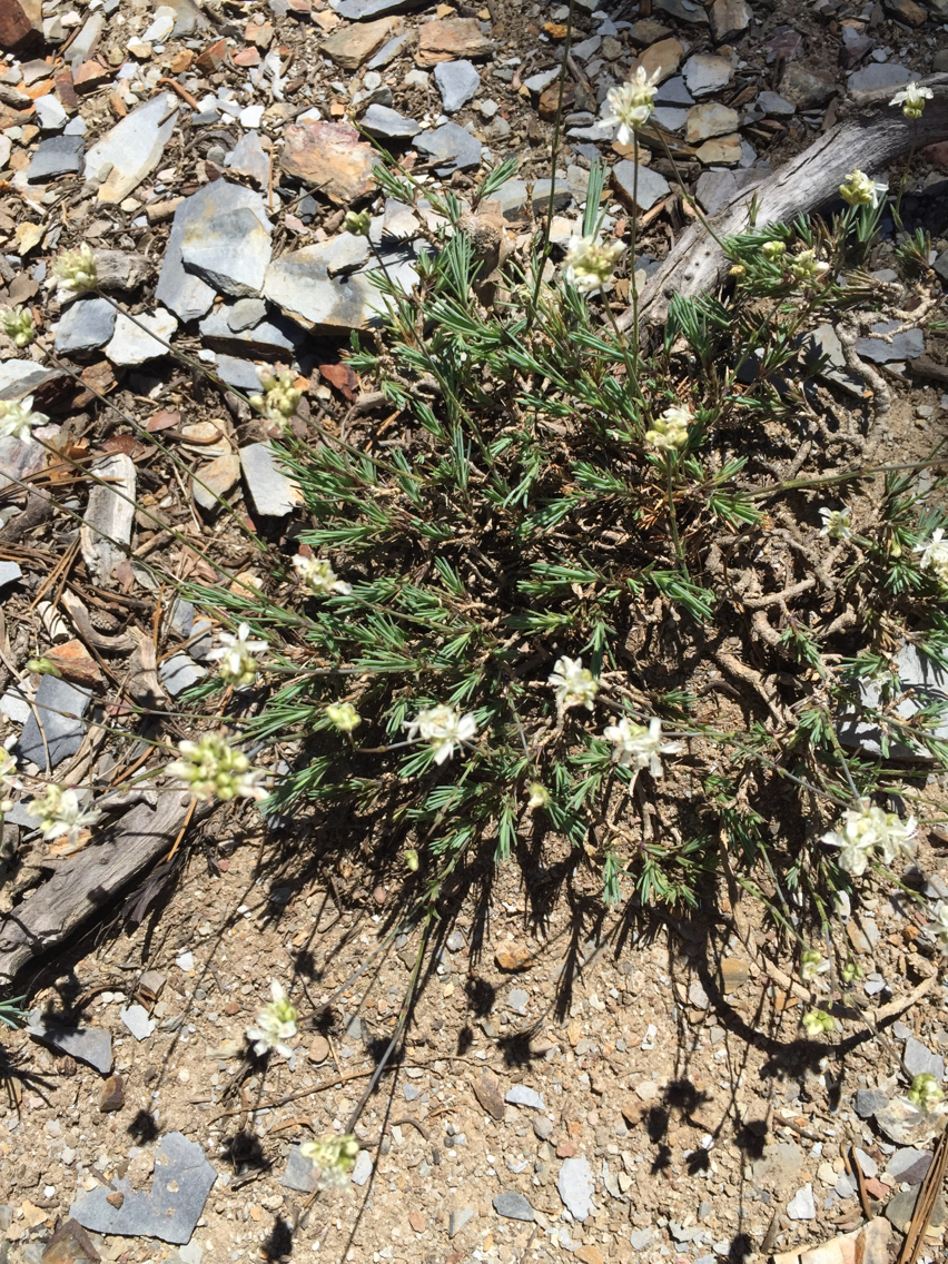 Caryophyllaceae