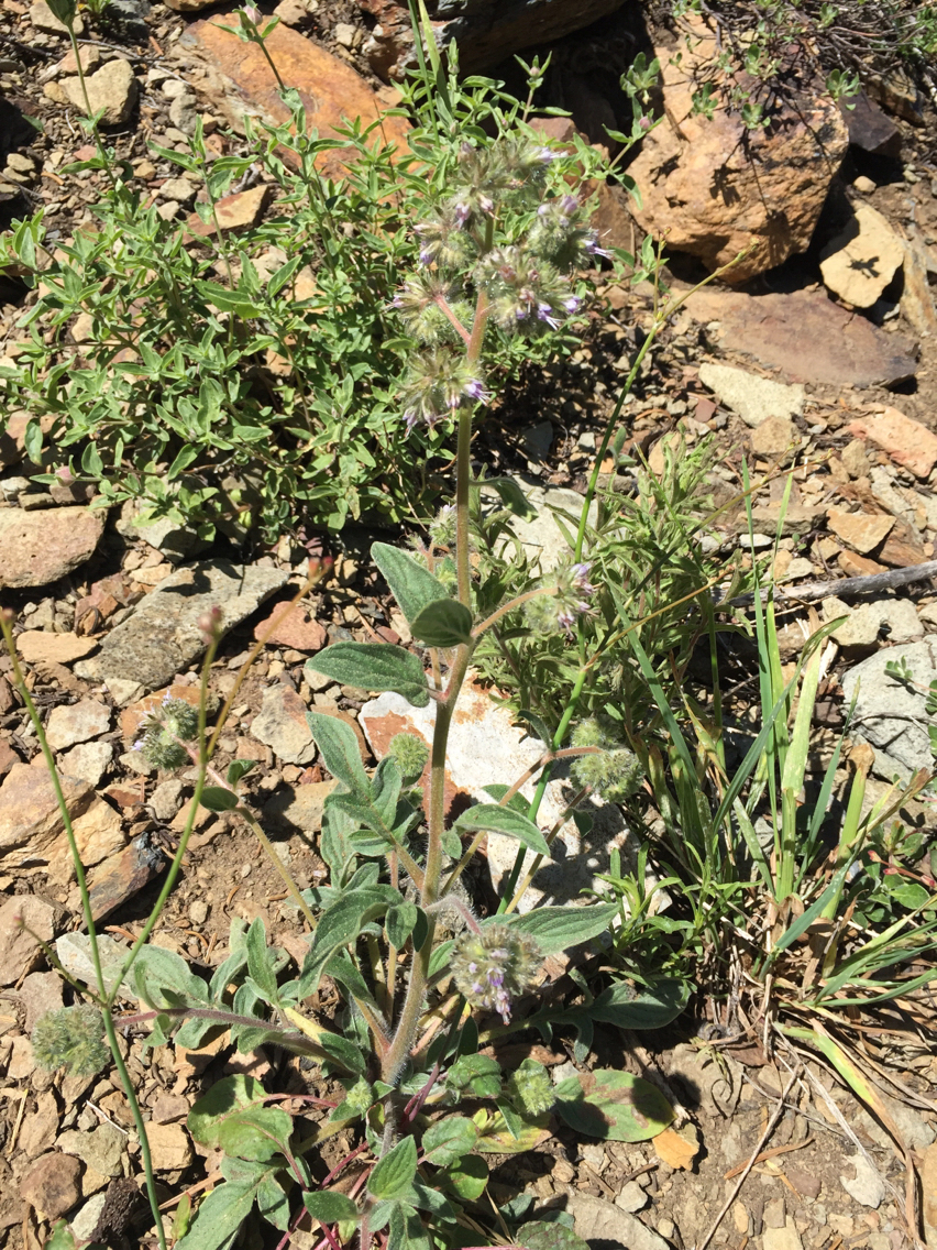 Phacelia
